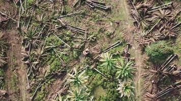 palma aceitera talada por los agricultores en otra plantación en malasia, sudeste de asia. video
