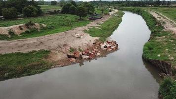 vaca descansa na margem do rio na aldeia rural malaios. corvos sobrevoam. video