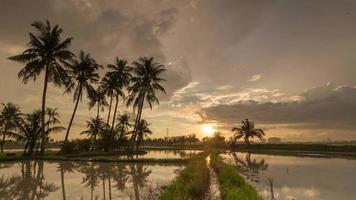 Time lapse sunset of coconut trees video