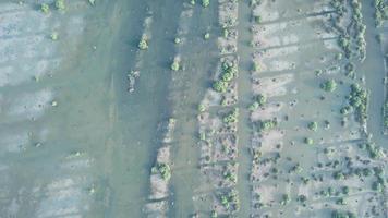 luchtfoto wetlands van mangrovemoeras in de ochtend op batu kawan, penang. video