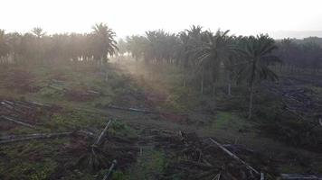 Morning sun ray diffuse through oil palm trees plantation. video