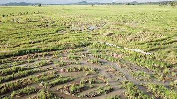 un rebaño de cabras en un campo de arroz en penang, malasia. video