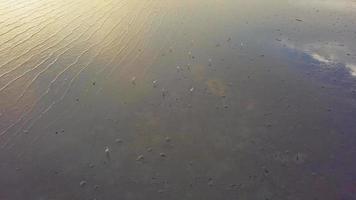 Aerial view egrets searching food at the coastal. video