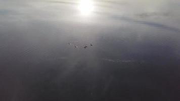 Luftaufnahme Enten schwimmen im Teich mit Sonnenreflexion im Wasser in Penang, Malaysia. video