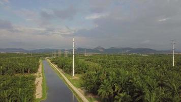 Aerial fly toward electric tower at oil palm plantation. video