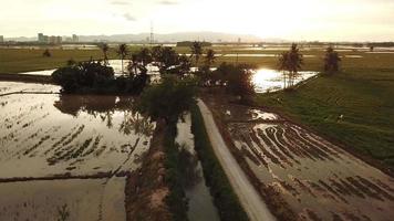 volo aereo verso il cespuglio verde con alberi di cocco durante il magnifico tramonto. video