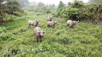 grupo de búfalos pastando hierba y mirando la cámara en penang, malasia. video