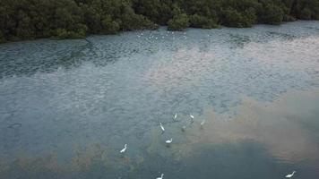 Two group of egrets live at salt water mashes. video