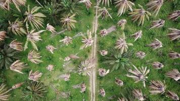 Top view mode path with dry oil palm trees. video