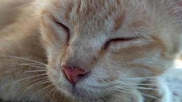 chat aime dormir. video