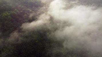 vista aérea nuvem de nevoeiro matinal sobre palmeira de óleo
