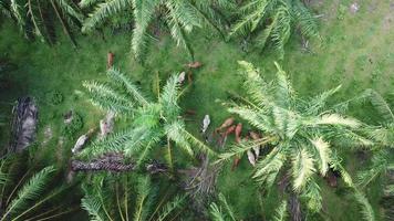 Aerial look down cows in oil palm plantation. video