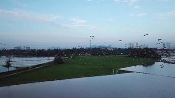 Aerial follow flock of Asian Openbill fly at Malaysia, Southeast Asia. video