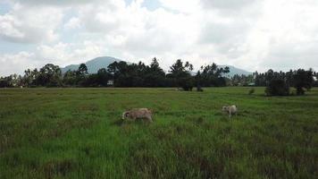 vaca e gado perderam a liberdade pastando grama no arrozal. video