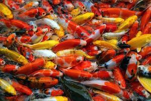 Koi fishes swim on the pond. Many of colorful Carp fishes background. photo