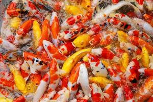 Koi fishes swim on the pond. Many of colorful Carp fishes background. photo