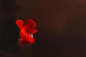 Super red betta fish with dark background. Siamese fighting fish solid red color splendid. photo