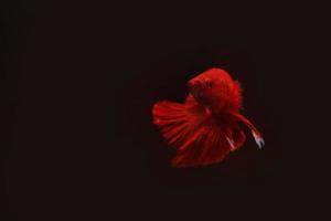 Super red betta fish with dark background. Siamese fighting fish solid red color splendid. photo