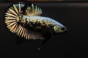 rítmico de peces betta dorados de cobre con fondo oscuro. El pez luchador de color dorado brilla. foto