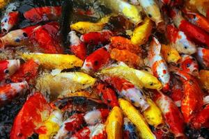 los peces koi nadan en el estanque. muchos de los coloridos peces carpa de fondo. foto