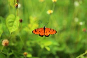 mariposa monarca en flor en el jardín. foto