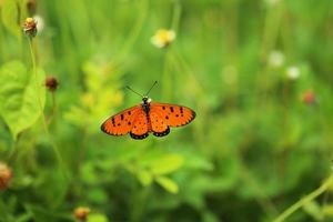 mariposa monarca en flor en el jardín. foto