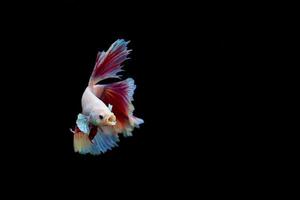 Halfmoon betta fish with dark background. Colorful Siamese fighting fish splendid. photo