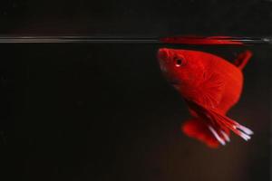 Super red betta fish with dark background. Siamese fighting fish solid red color splendid. photo