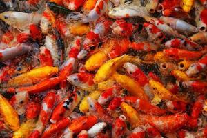 Koi fishes swim on the pond. Many of colorful Carp fishes background. photo