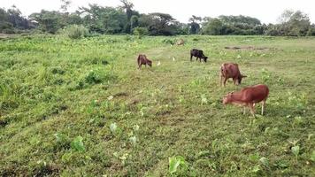 Aerial domestic cows grazing grass in green field. video