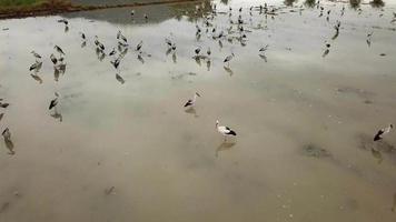 Fly over Asian openbill birds. video