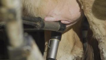 Dairy farm, automatic milking. The automatic milking device is separated from the cow's udder when milking is finished. video