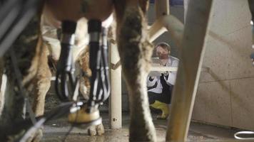 Farmer with tablet in cow milking parlor. While the cow is milking, the farmer takes notes on a tablet in his hand. video