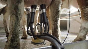 sala di mungitura delle mucche. nella sala di mungitura delle vacche, il dispositivo di mungitura viene rimosso dalla mammella della vacca che è stata munta. video
