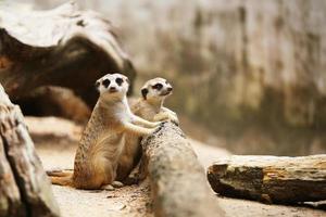 Pairs of Meerkat. photo