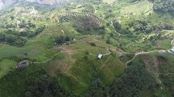 vista aérea plantación highland video