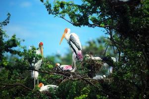 grupo de cigüeñas pintadas con nido en la parte superior del árbol. nido de Pájaro foto