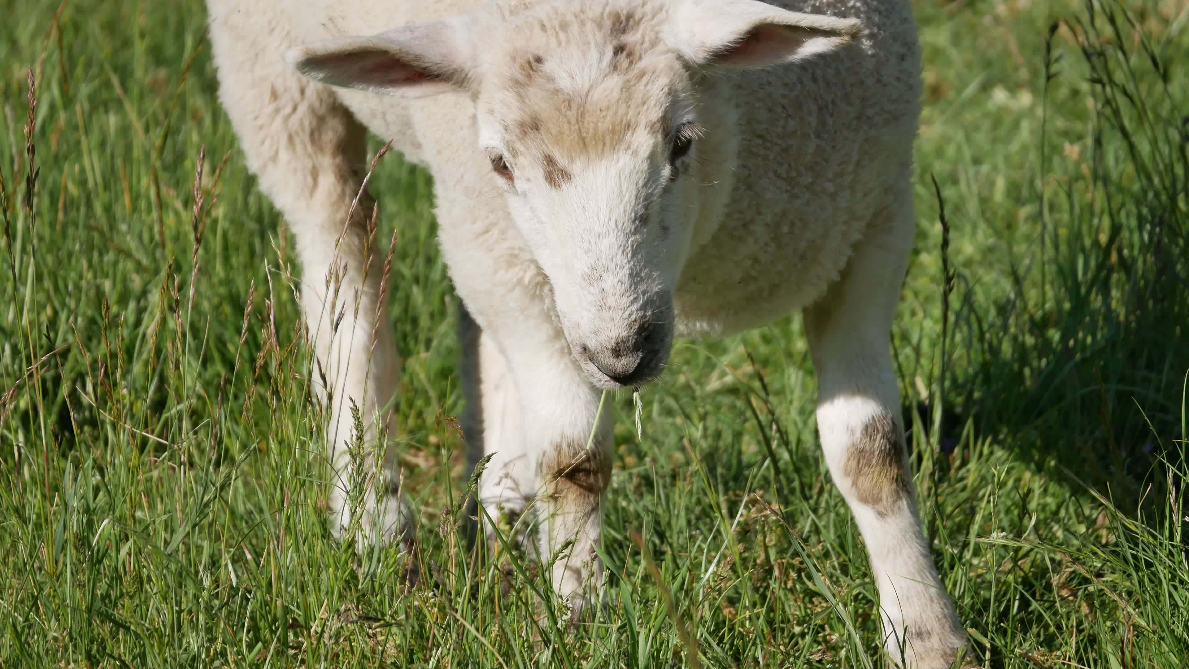 Baby lamb eat grass in field. 8980284 Stock Video at Vecteezy