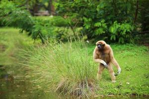 Common gibbon. White-handed gibbon walking on field near lake at natural park. photo