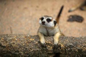 Meerkat lying on log. photo