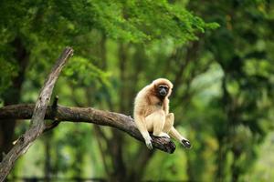 Common gibbon. White-handed gibbon on tree at natural park. photo