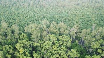 vista aérea superior del bosque de manglares en batu kawan, penang, malasia. video