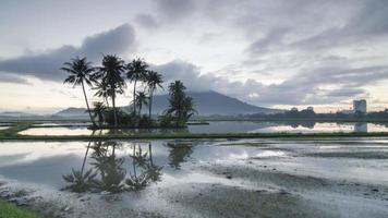 time lapse molnig morgon med med kokospalmer reflekterar i vattnet video