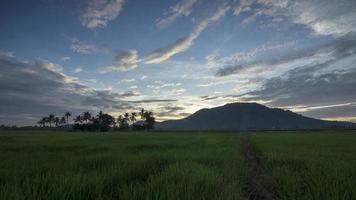 timelapse dramático cielo azul nube blanca sobre el campo de arroz video