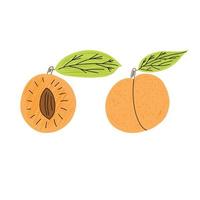 Apricot in hand draw style. vector