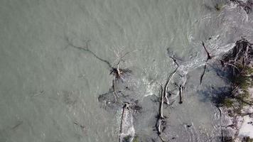 Aerial rotate look down the bare mangrove tree at Tanjung Piandang, Perak. video