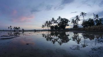 Timelapse reflection two row of coconut tree in the morning video