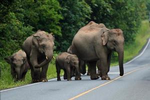 grupo de elefantes caminando cruzando la calle en el parque nacional. familia de elefantes. foto