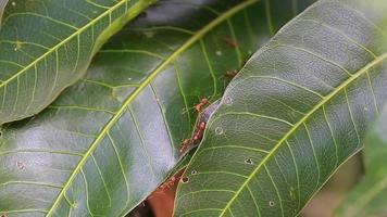 la natura delle formiche, l'aiuto reciproco, il lavoro di squadra, il monitoraggio e l'allerta.macro. video