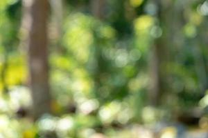 naturaleza fresca y hermosa árbol verde borroso y fondo bokeh en la jungla. foto